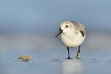 Image. Sanderling