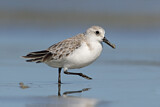 Image. Sanderling