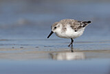 Image. Sanderling