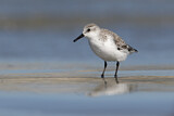 Image. Sanderling
