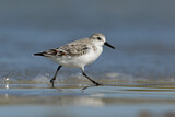 Image. Sanderling