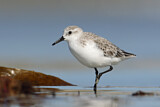 Image. Sanderling