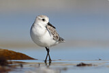 Image. Sanderling