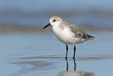 Image. Sanderling