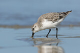 Image. Sanderling