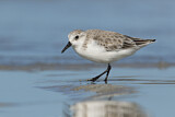 Image. Sanderling