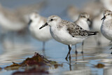 Image. Sanderling