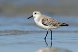 Image. Sanderling