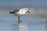 Image. Sanderling