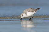 Image. Sanderling