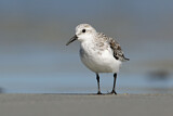Image. Sanderling