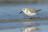 Image. Sanderling