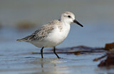 Image. Sanderling
