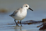 Image. Sanderling