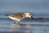 Image. Sanderling