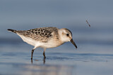 Image. Sanderling