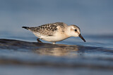 Image. Sanderling