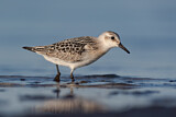 Image. Sanderling