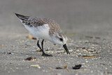 Image. Sanderling