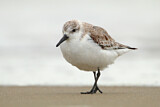 Image. Sanderling