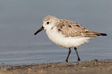 Image. Sanderling