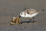 Image. Sanderling