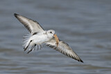 Image. Sanderling