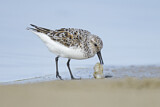Image. Sanderling