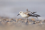 Image. Sanderling