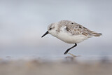 Image. Sanderling