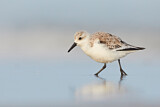 Image. Sanderling