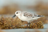 Image. Sanderling
