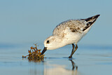 Image. Sanderling