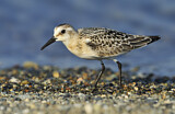 Image. Sanderling