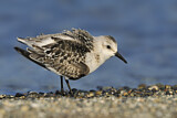 Image. Sanderling