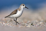 Image. Sanderling