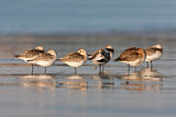 Image. Sanderling