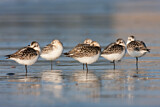 Image. Sanderling