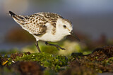 Image. Sanderling