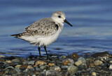 Image. Sanderling