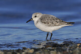 Image. Sanderling