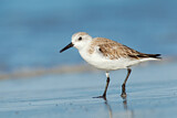 Image. Sanderling