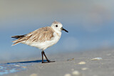 Image. Sanderling