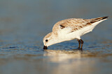 Image. Sanderling
