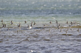 Image. Sanderling