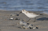 Image. Sanderling