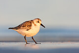 Image. Sanderling