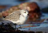 Image. Sanderling