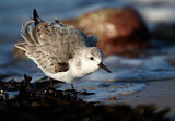 Image. Sanderling
