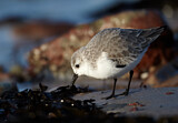 Image. Sanderling